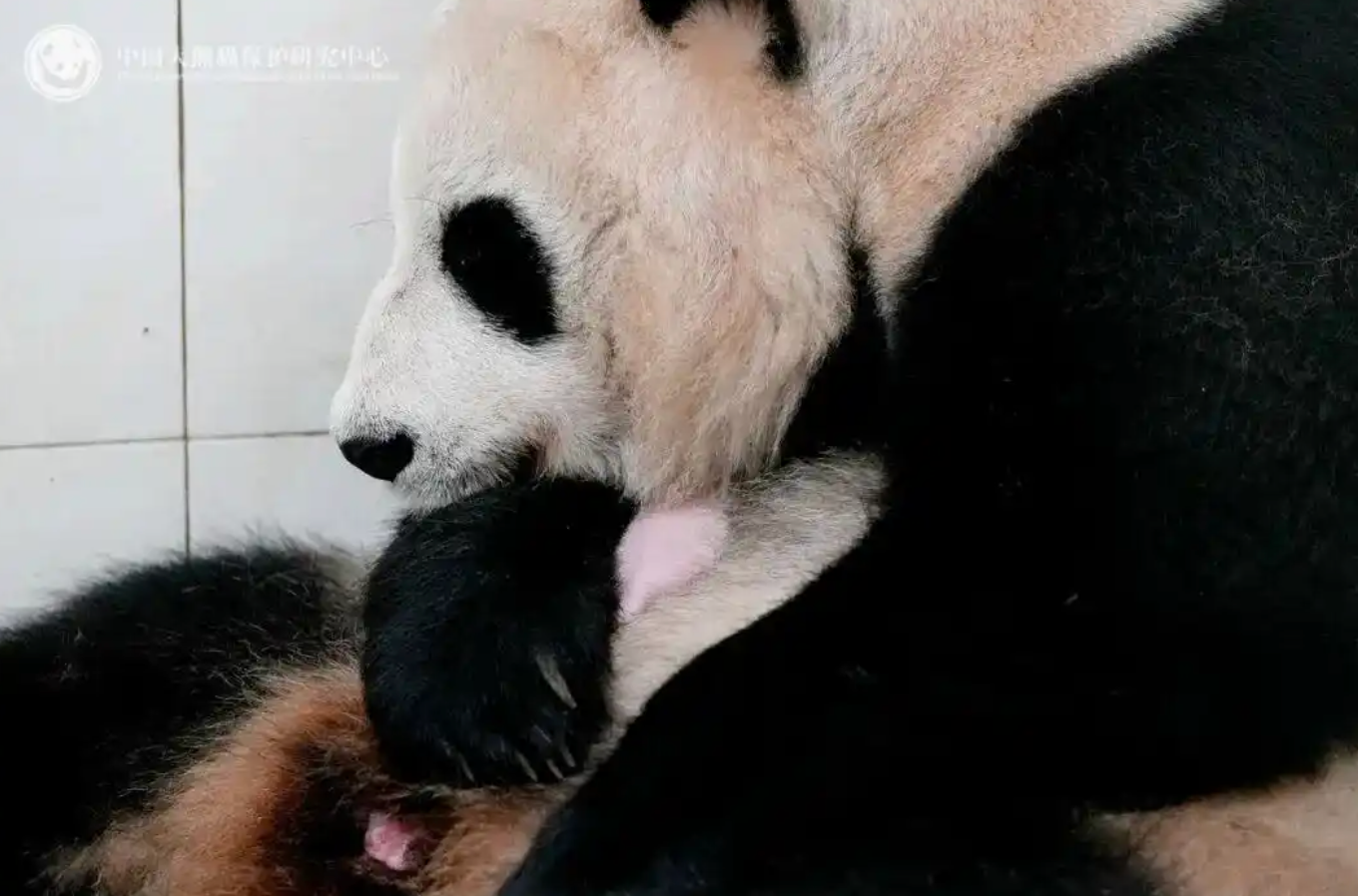 国乒怎么了